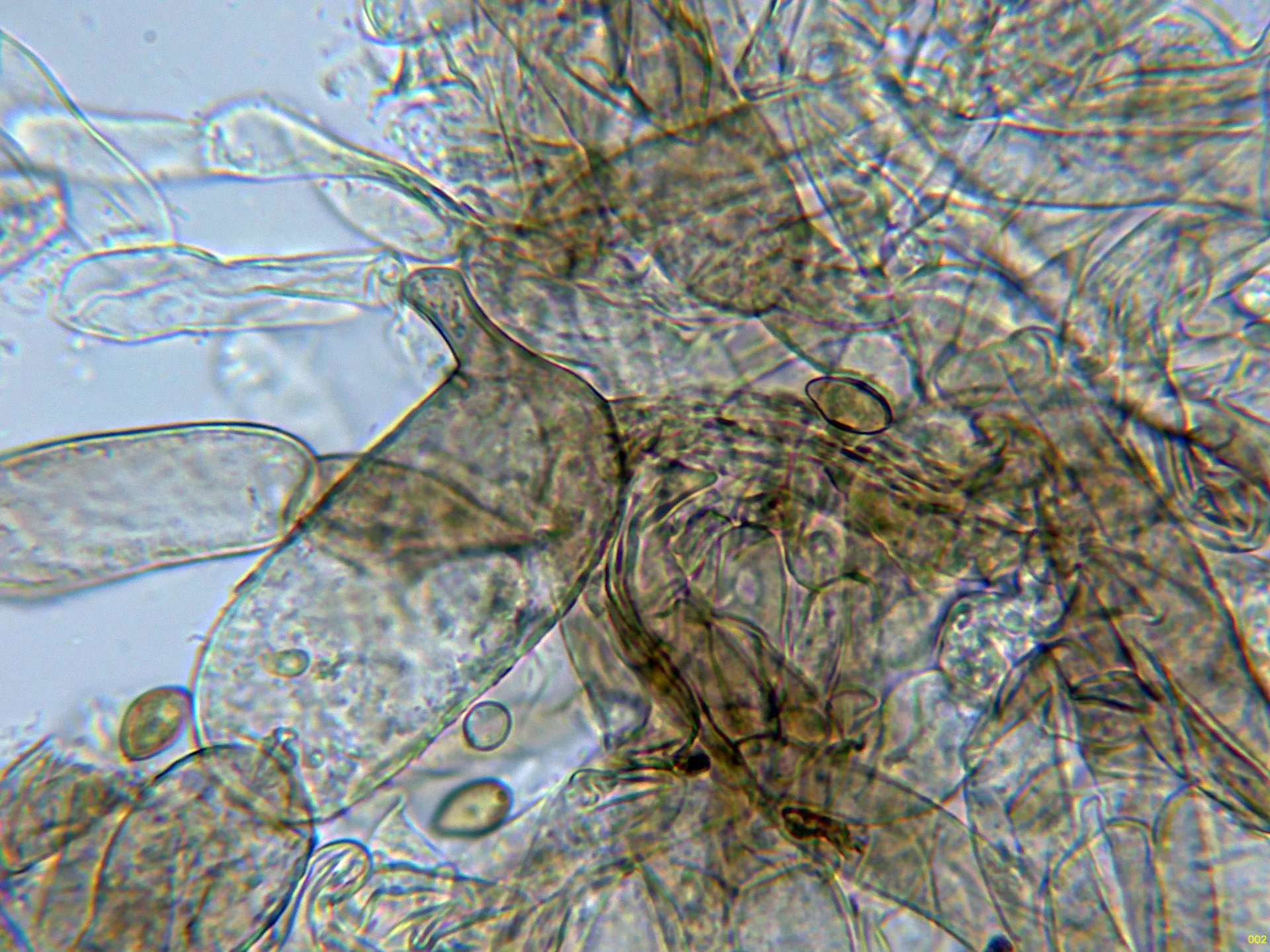 10 - Suprapellis agua -002